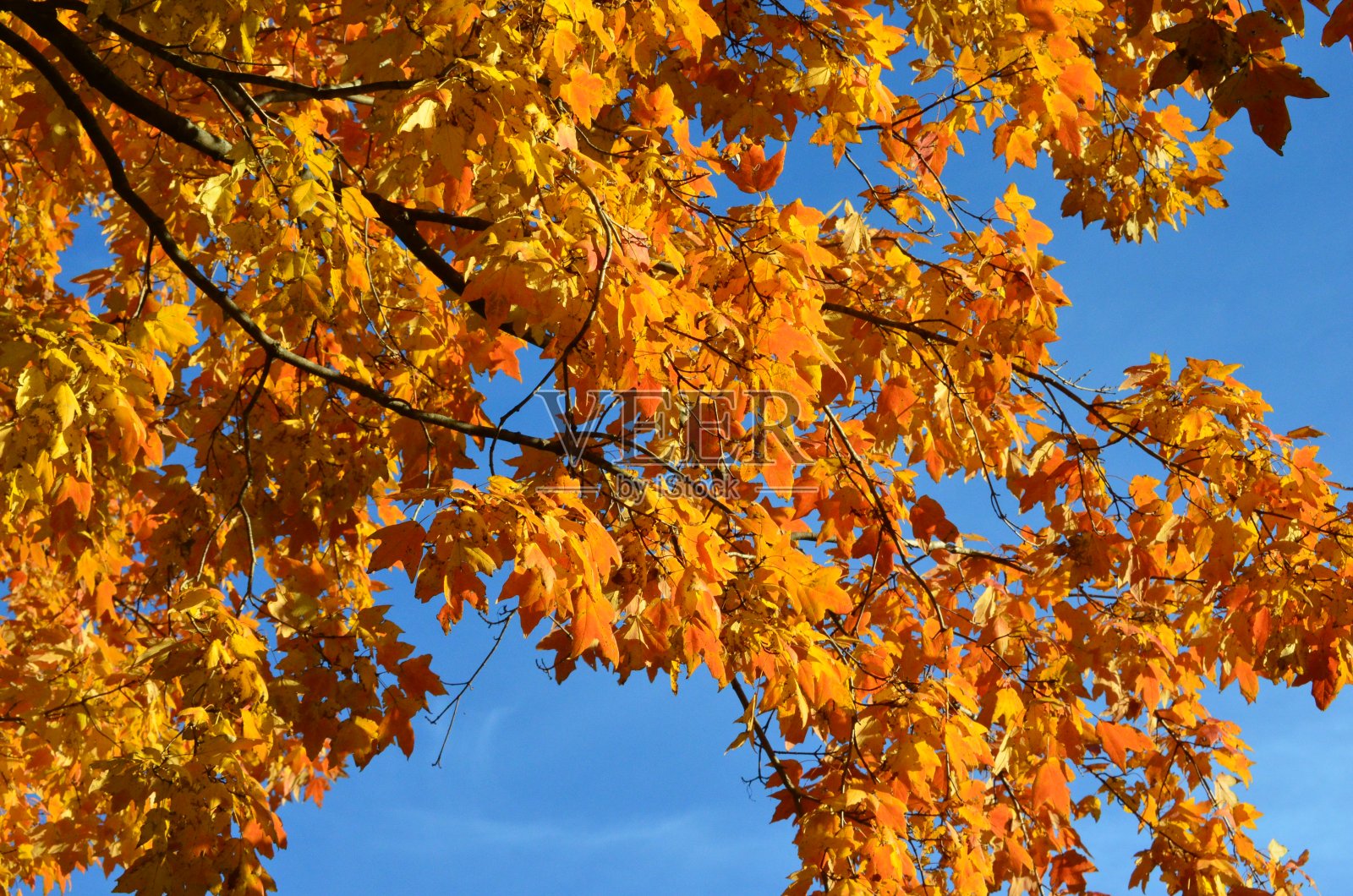美丽在树枝上照片摄影图片