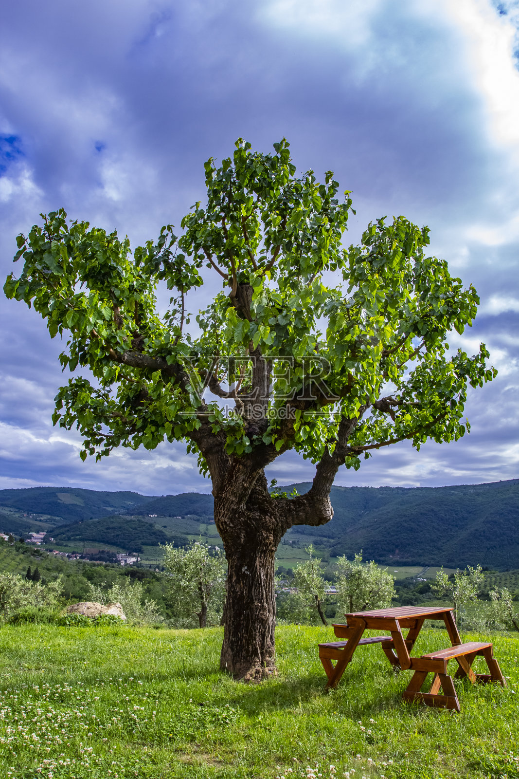 树旁的木凳。意大利托斯卡纳。放松场所的概念。照片摄影图片