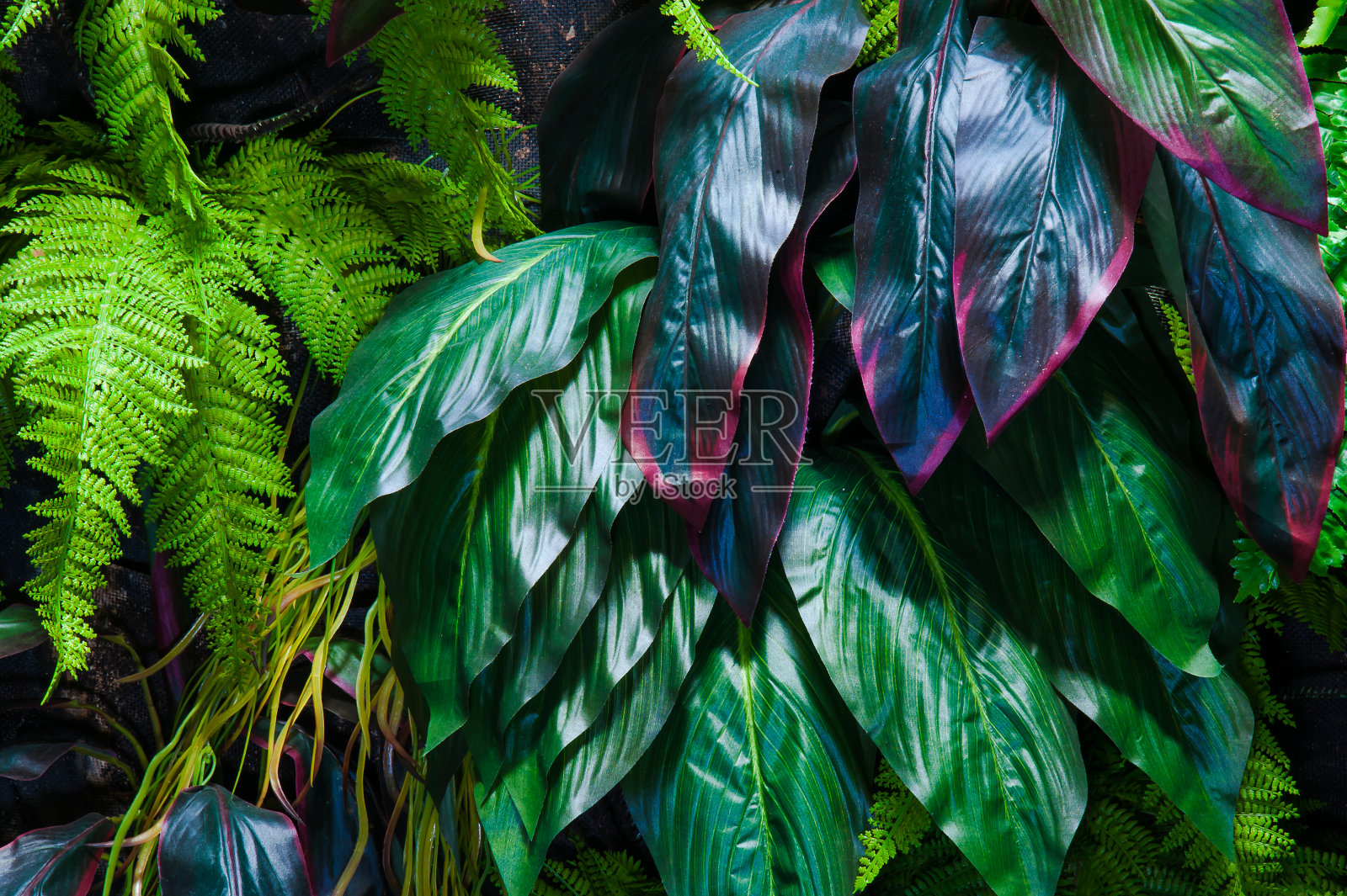 绿色的叶子在低阳光下照片摄影图片