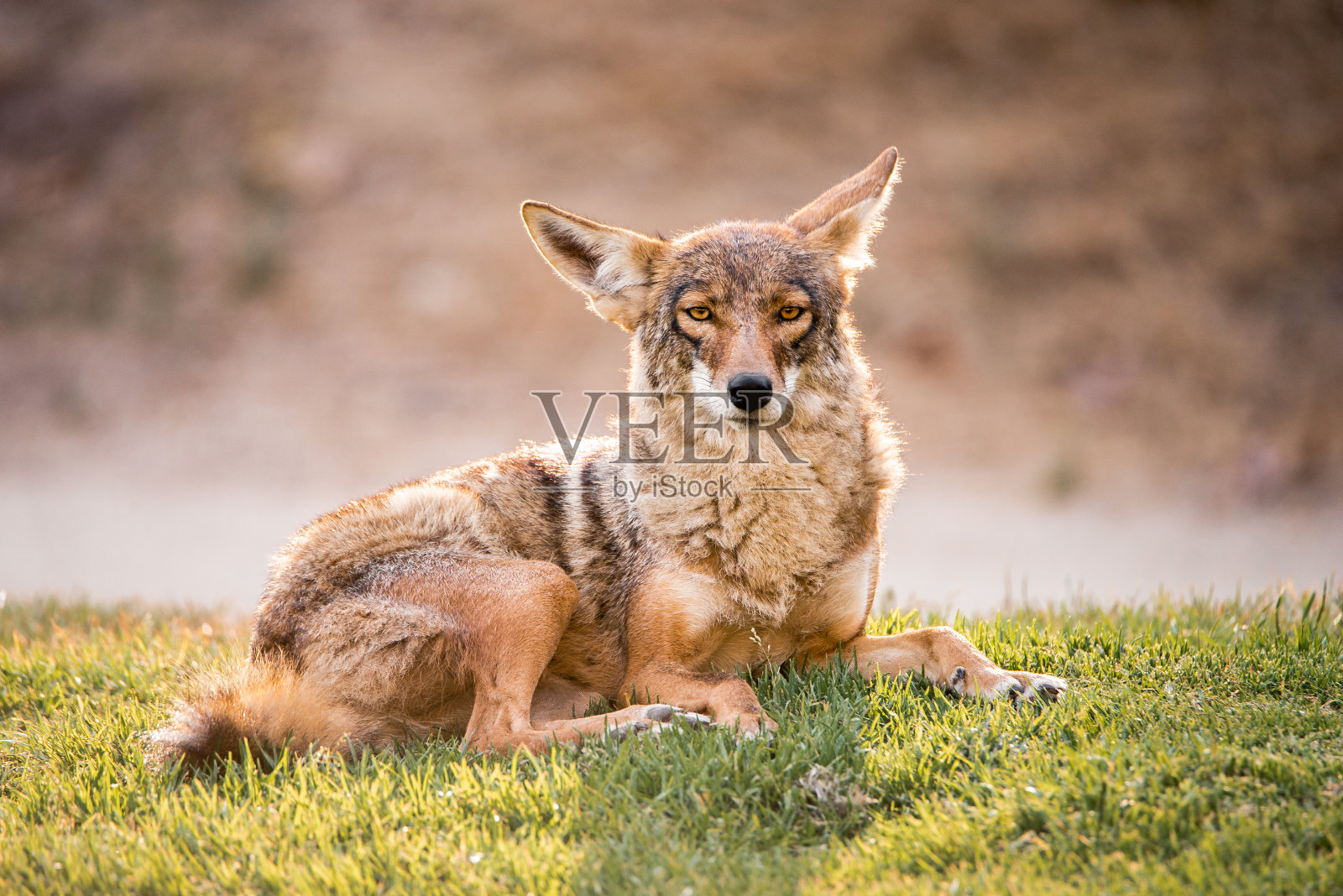 一只野狼躺在草地上,平静地看着镜头照片摄影图片