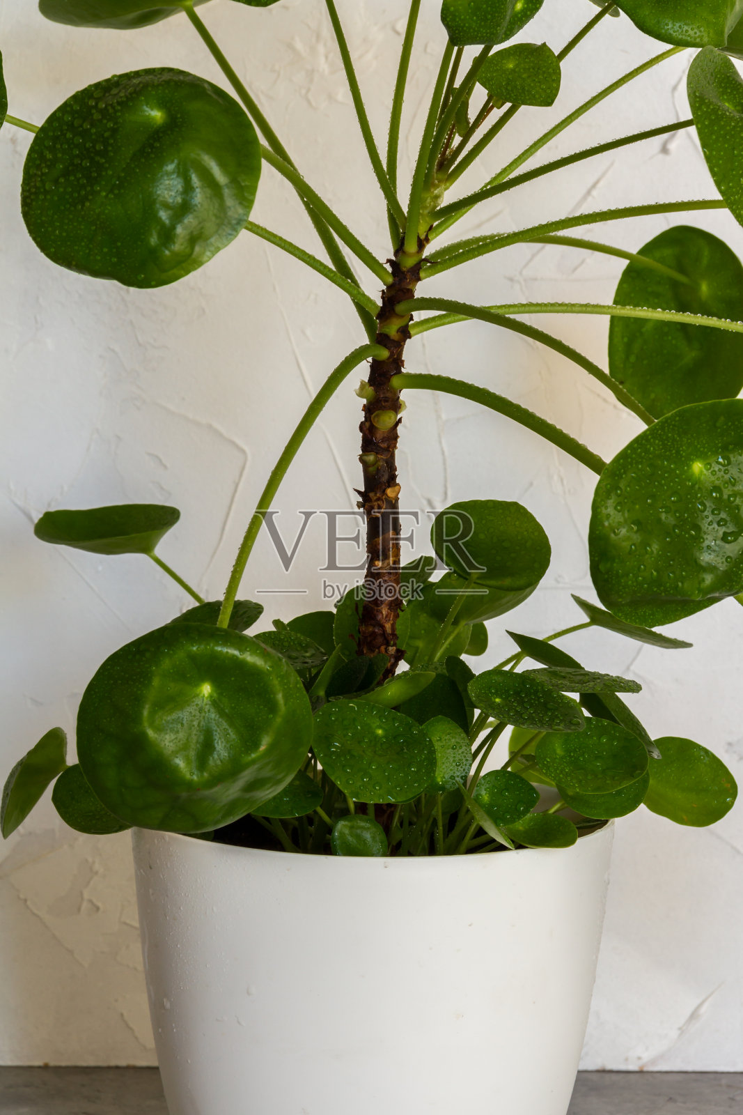 盆中有金银花。大的植物带着婴儿。孤立。白色和灰色背景。照片摄影图片