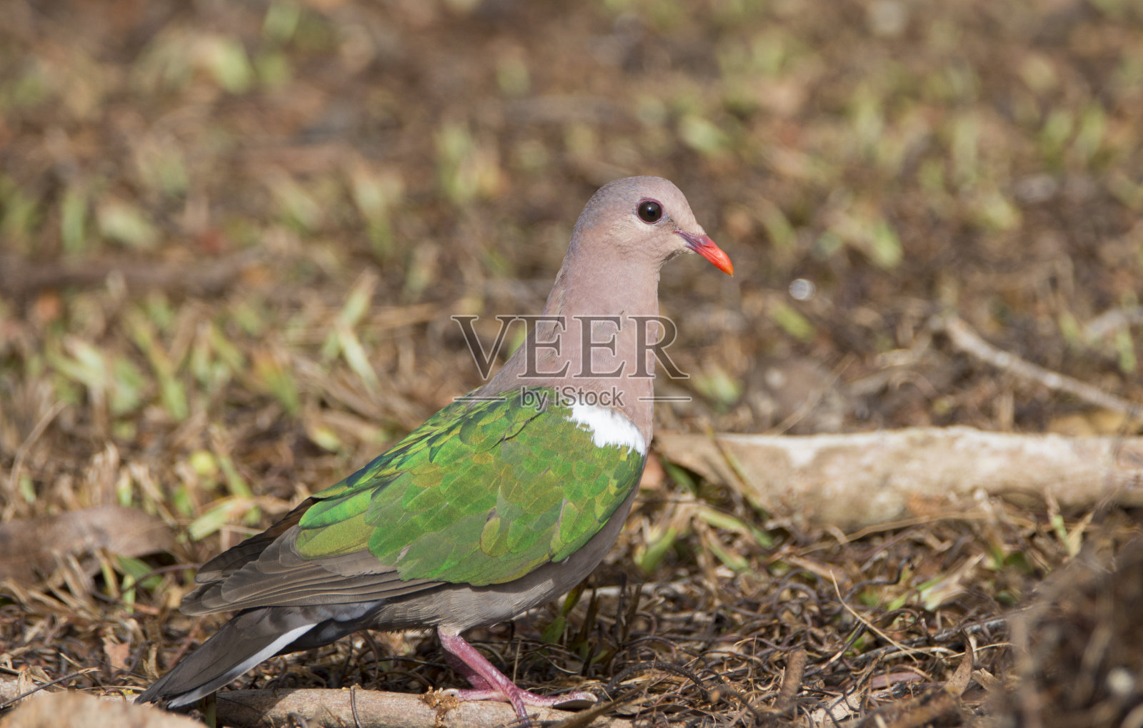 北凯恩斯地区的动物群照片摄影图片
