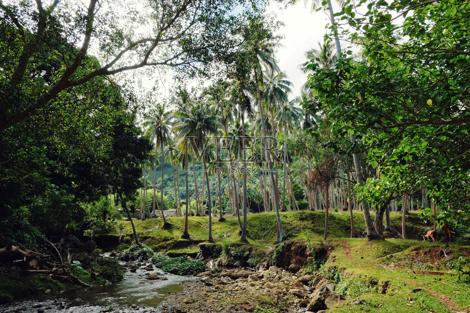 来自太平洋的一个小岛上的热带梦幻般的风景,有棕榈树和一个小村庄照片摄影图片