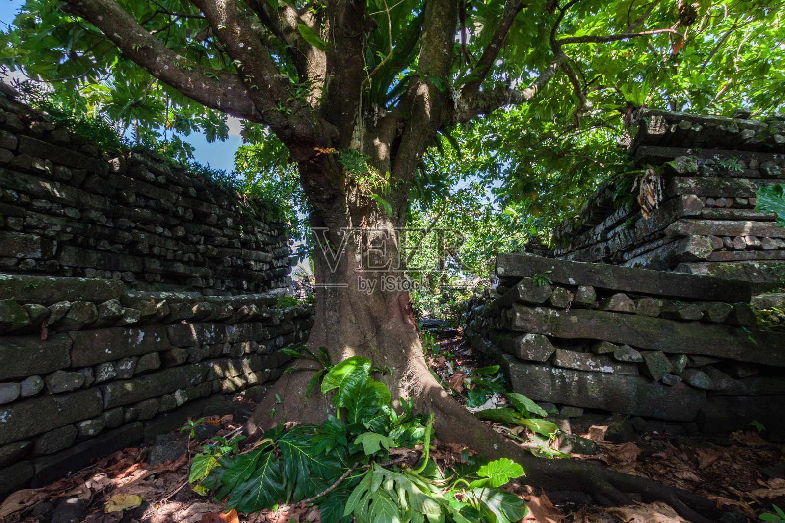 在南马多中心南道瓦的一部分:墙壁,护城河由大型玄武岩板,丛林中杂草丛生的废墟,波纳佩,密克罗尼西亚,大洋洲照片摄影图片