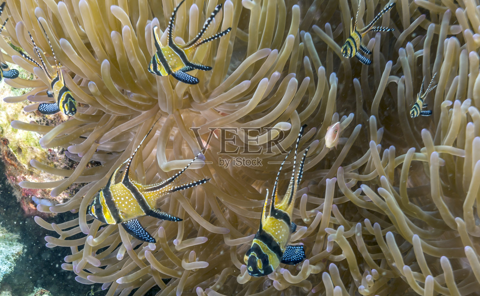 骄傲的鲤鱼,Pterapogon kauderni照片摄影图片