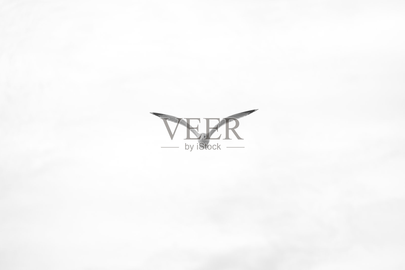 白色的海鸥照片摄影图片