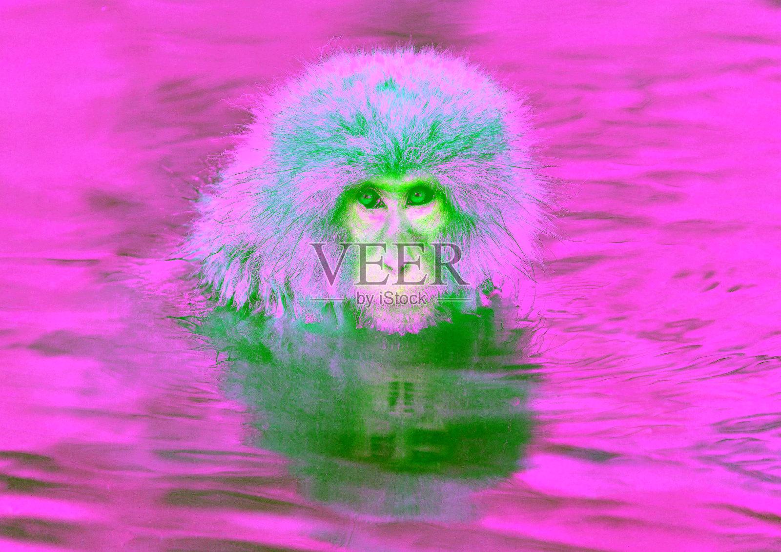 雪猴在天然温泉。照片摄影图片