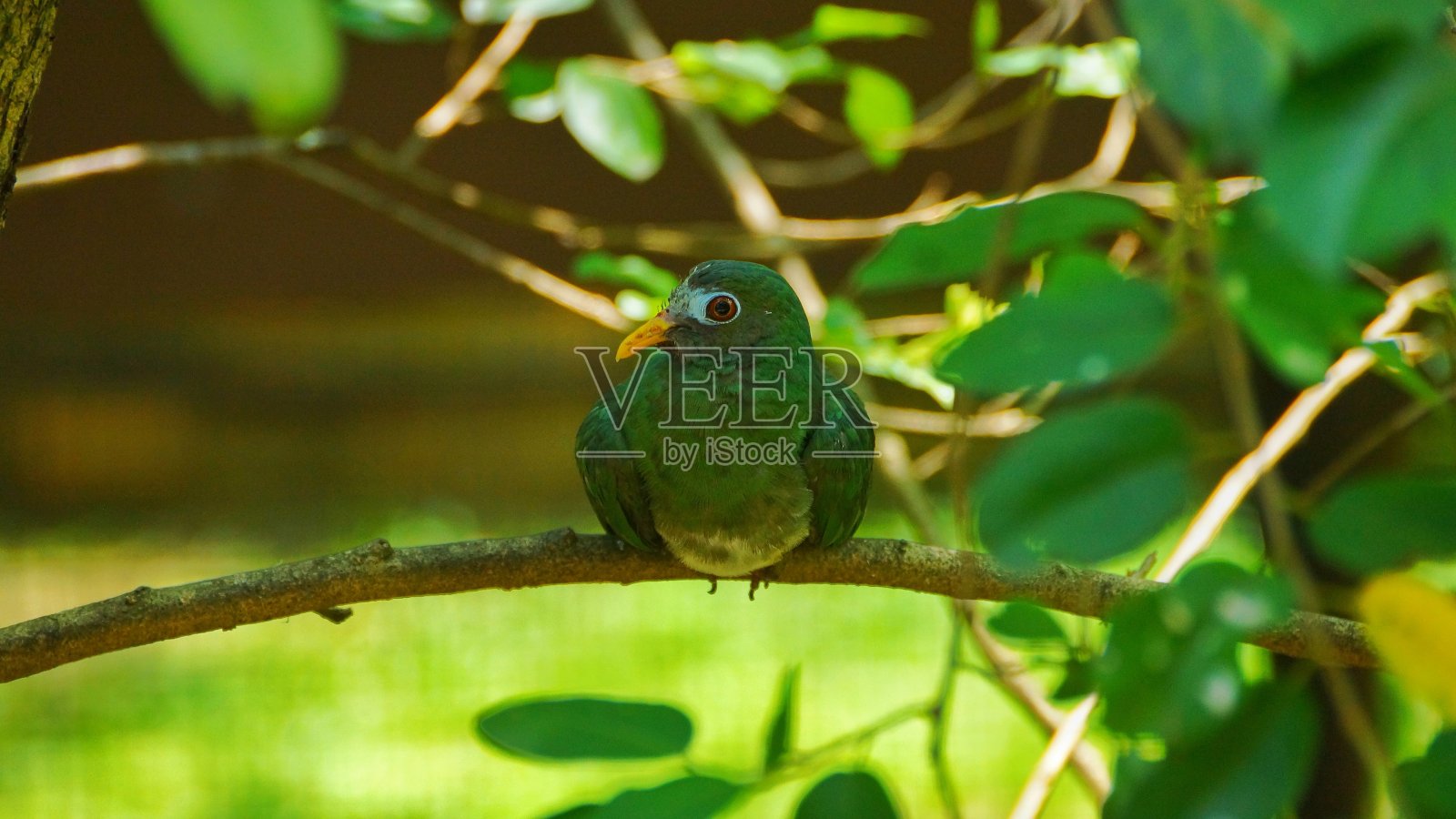 斑鸠是一种小型的彩色斑鸠。它是泰国南部、马来西亚、文莱和印度尼西亚的常驻繁殖物种照片摄影图片