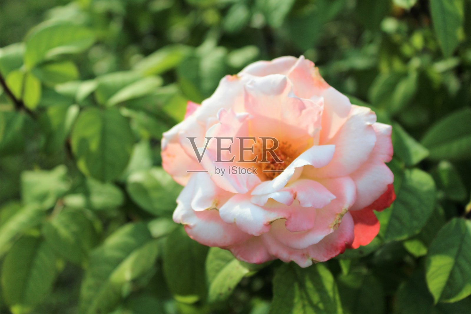 里昂-罗塞莱公园照片摄影图片