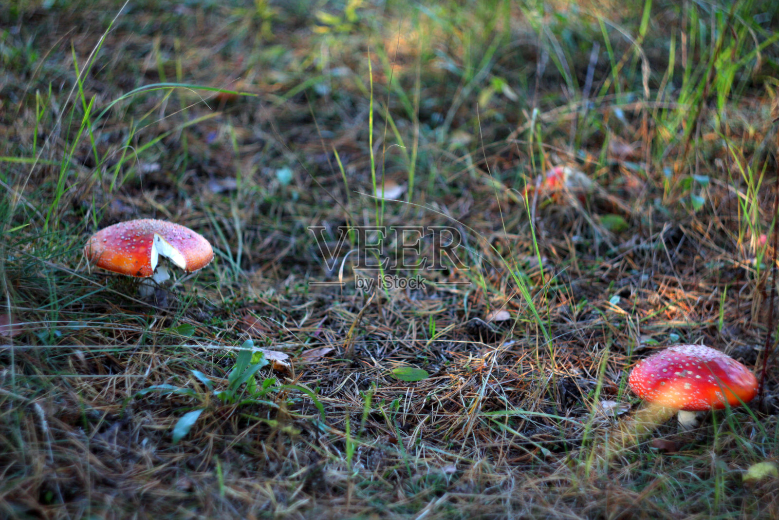 在美丽的森林地面上的一群飞木耳菌(鹅耳菌)照片摄影图片