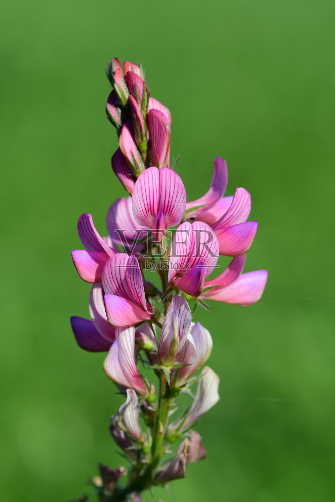 普通科学(onobrychis viviifolia)照片摄影图片