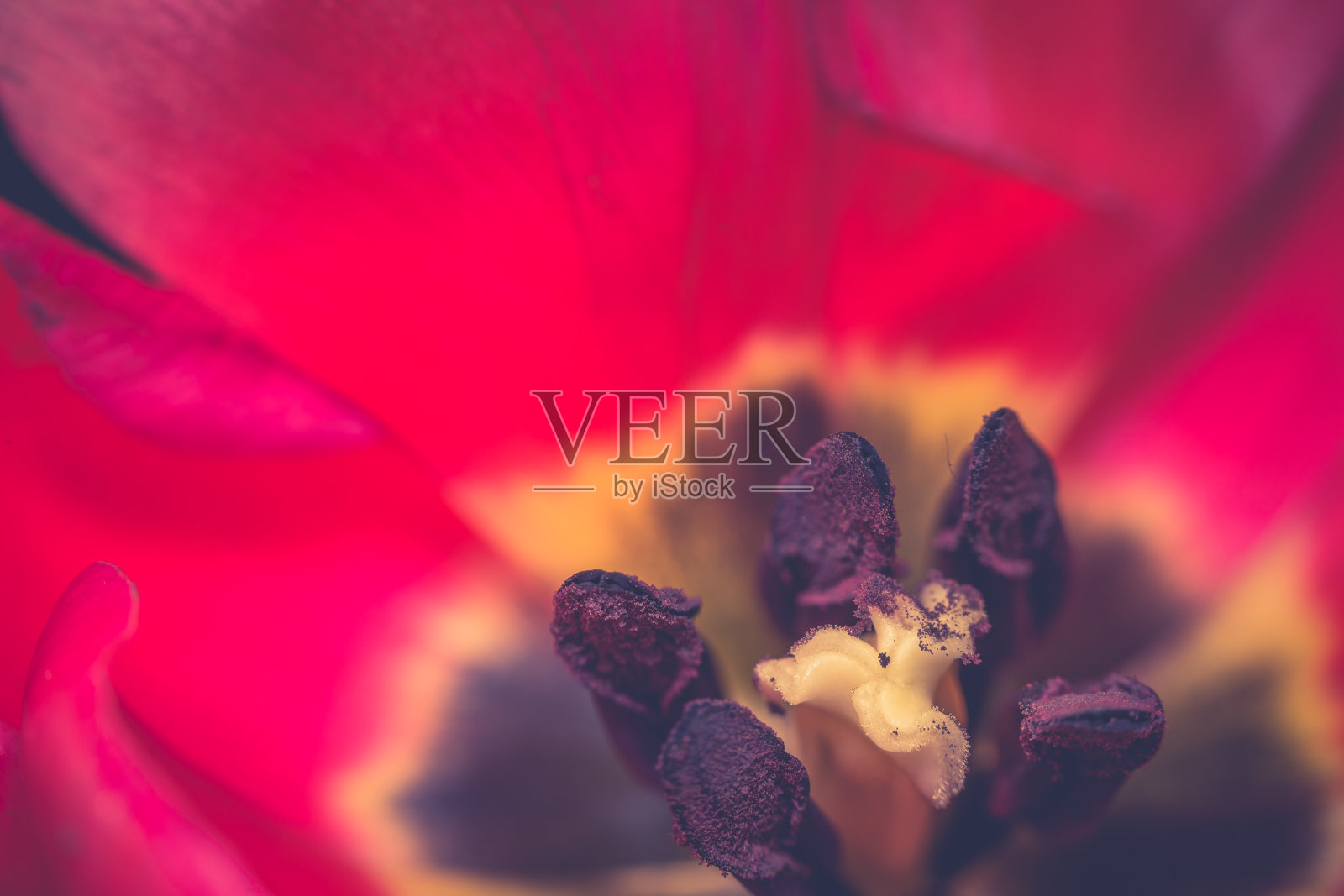 花朵近距离绽放照片摄影图片