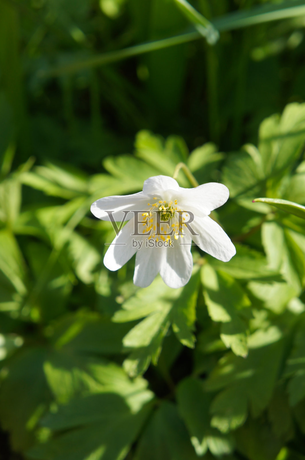 银莲花或林地银莲花白色早春开花植物照片摄影图片