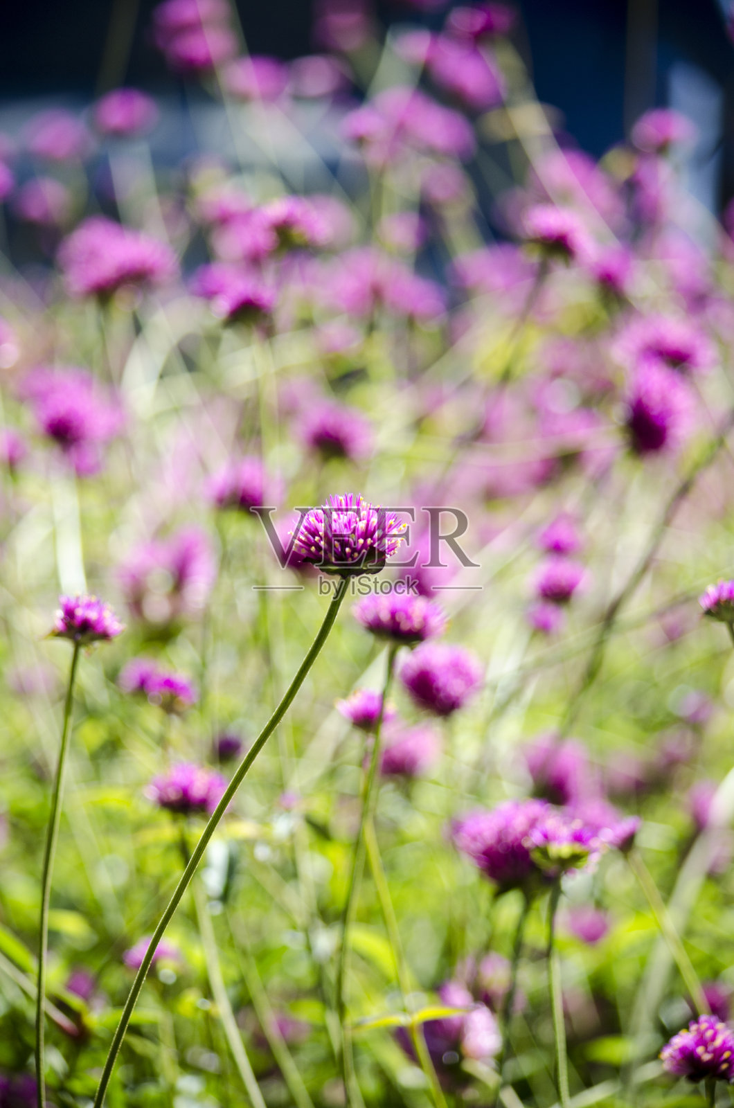 壮观的秋季开花植物照片摄影图片