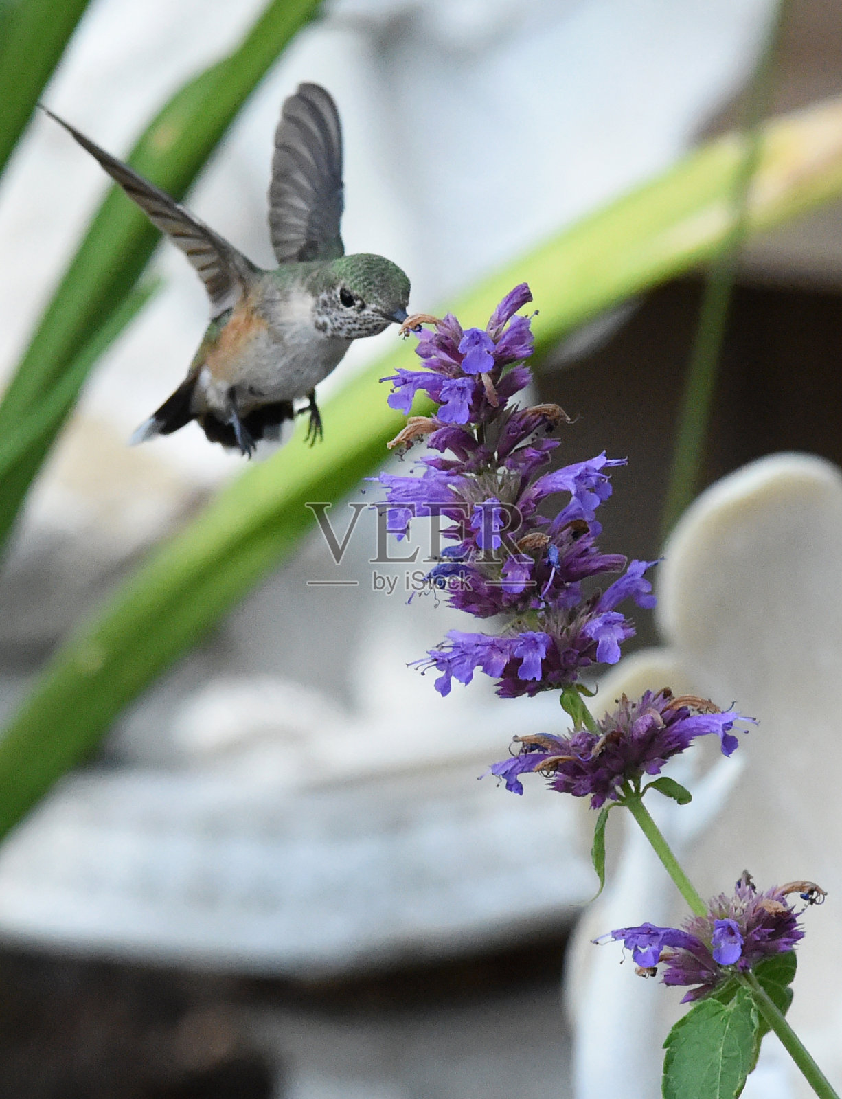 蜂鸟垂直照片摄影图片