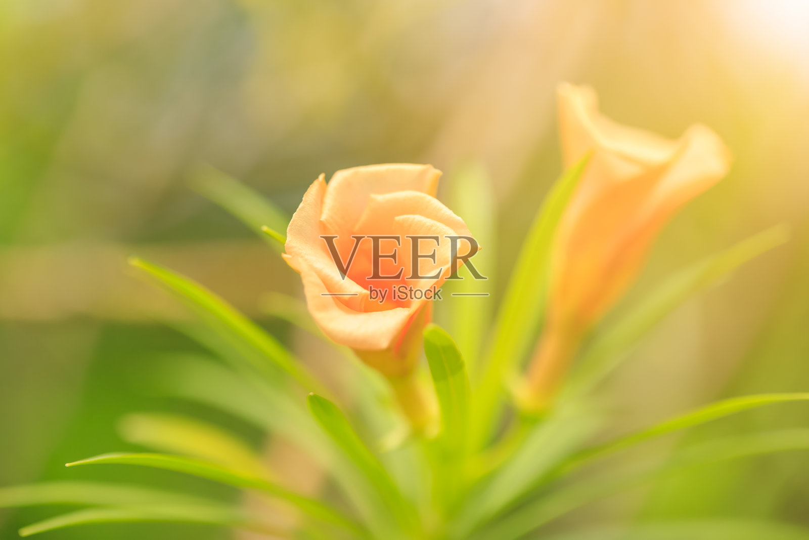 橙色花绿叶在自然公园的特写与阳光为背景或墙纸照片摄影图片