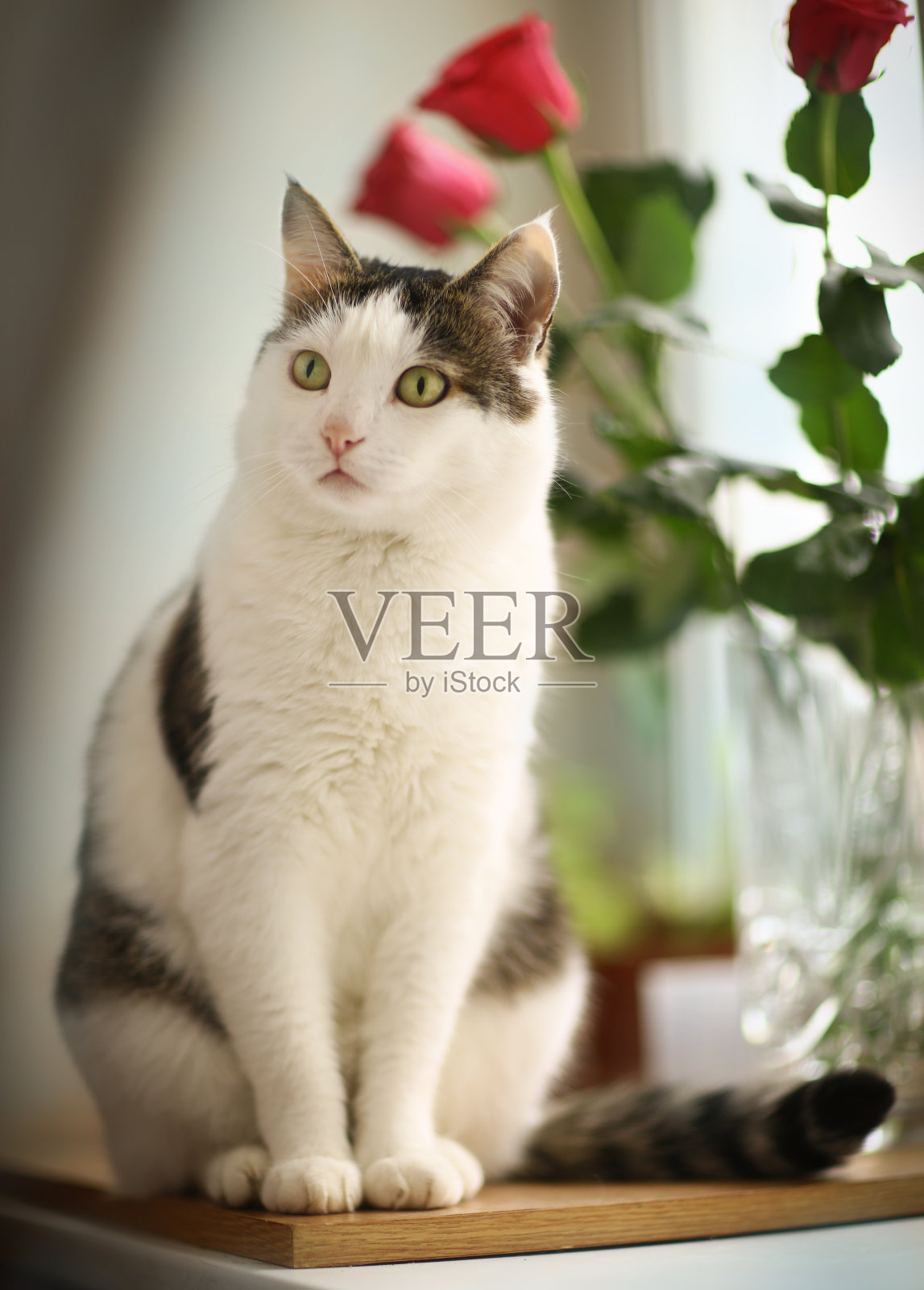 野猫在嚼草照片摄影图片