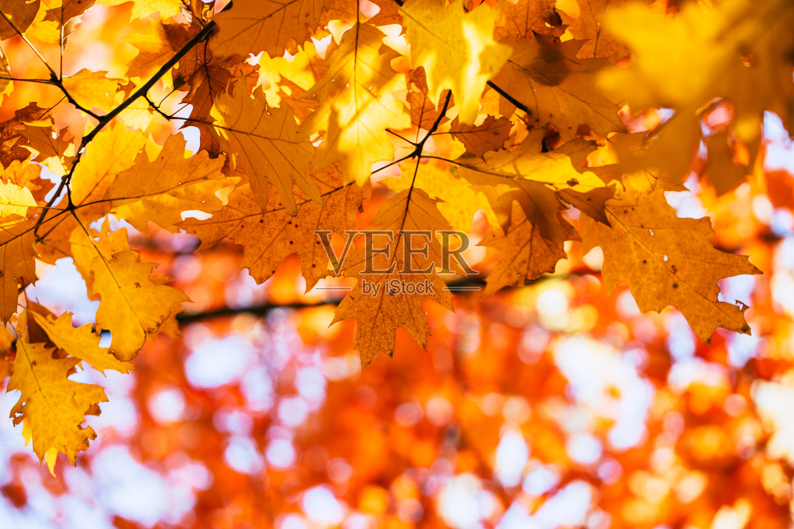 红色的秋叶背景的橡树照片摄影图片