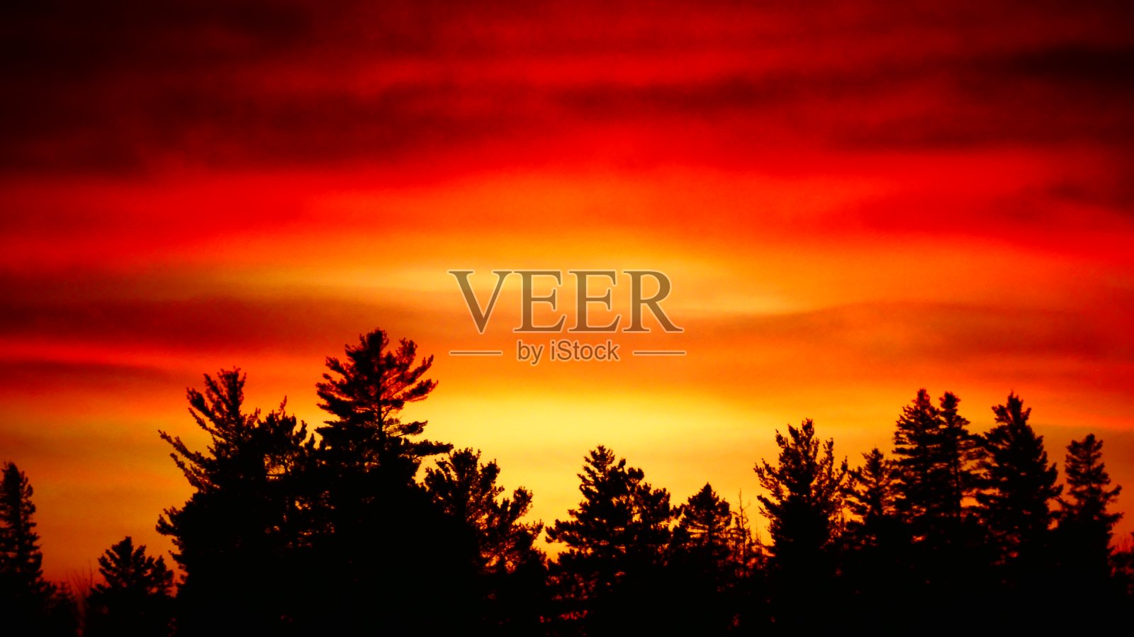 冷杉上明亮的橙色日落照片摄影图片