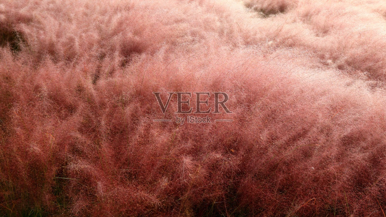 粉红色的穆勒草照片摄影图片