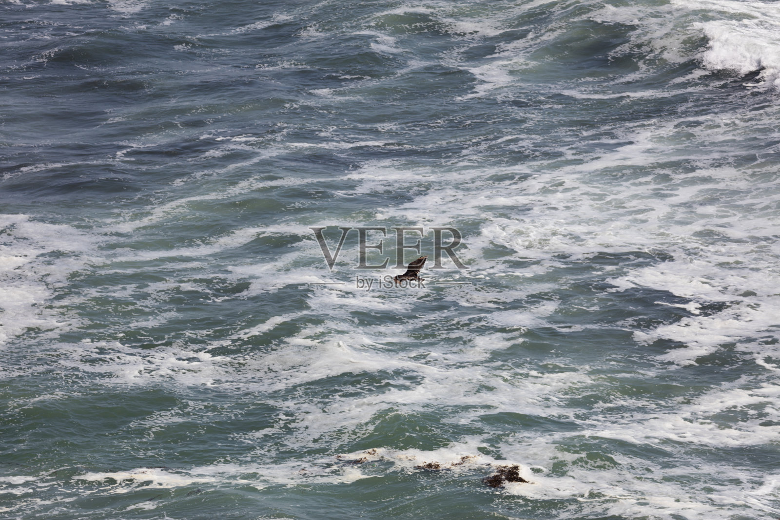 飞行中的安第斯秃鹰照片摄影图片