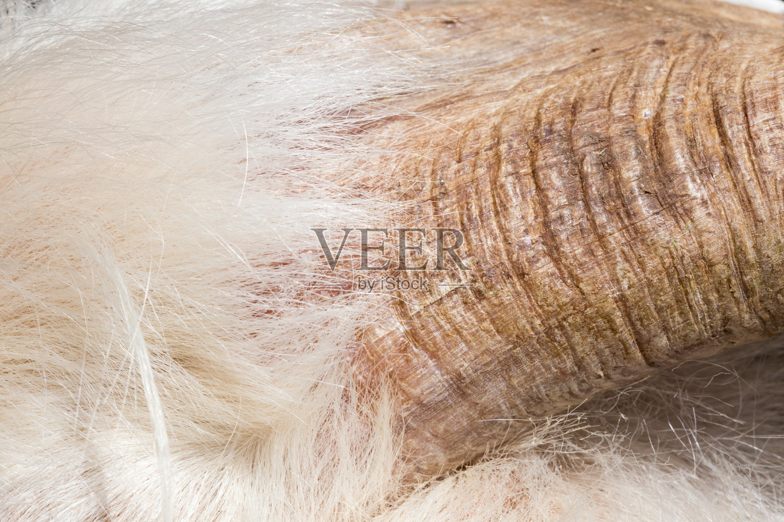 cachemire山羊羊绒。克什米尔山羊毛是真正的,梳过的。用刷子和梳子把动物的毛精梳成羊毛照片摄影图片