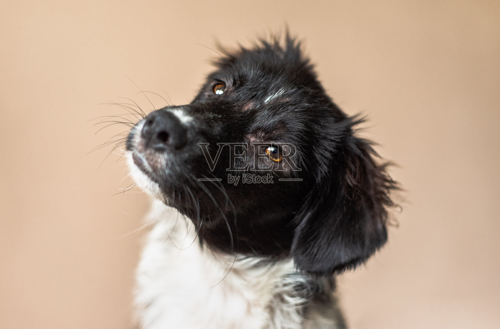 黑白混血的小狗看着镜头,倾斜着头照片摄影图片