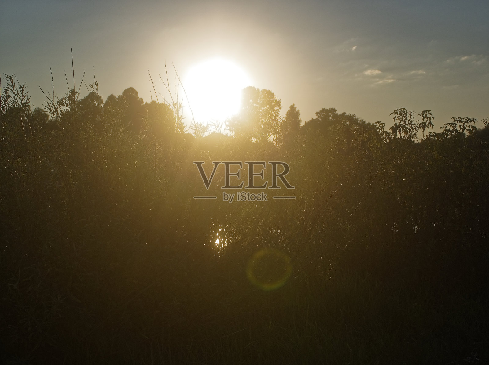 夏天明亮的阳光照在树上照片摄影图片