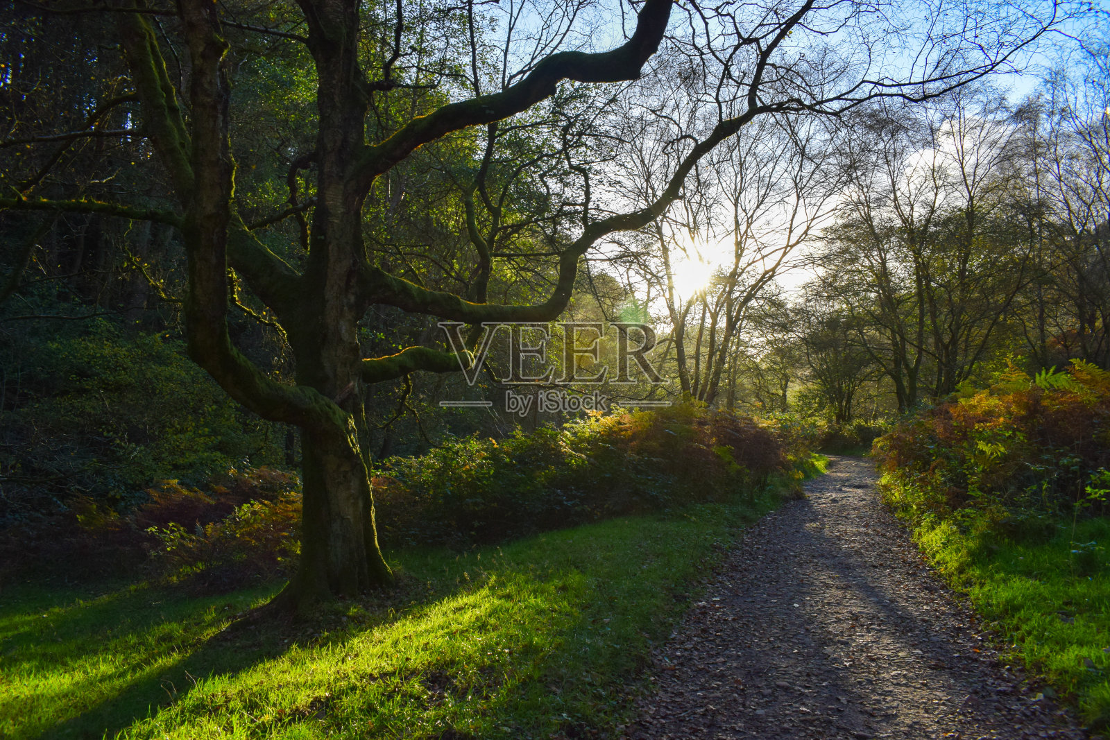长长的影子照片摄影图片