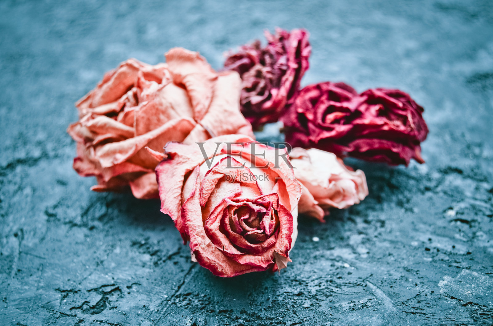 干红玫瑰花蕾在黑色混凝土表面的微距照片。照片摄影图片