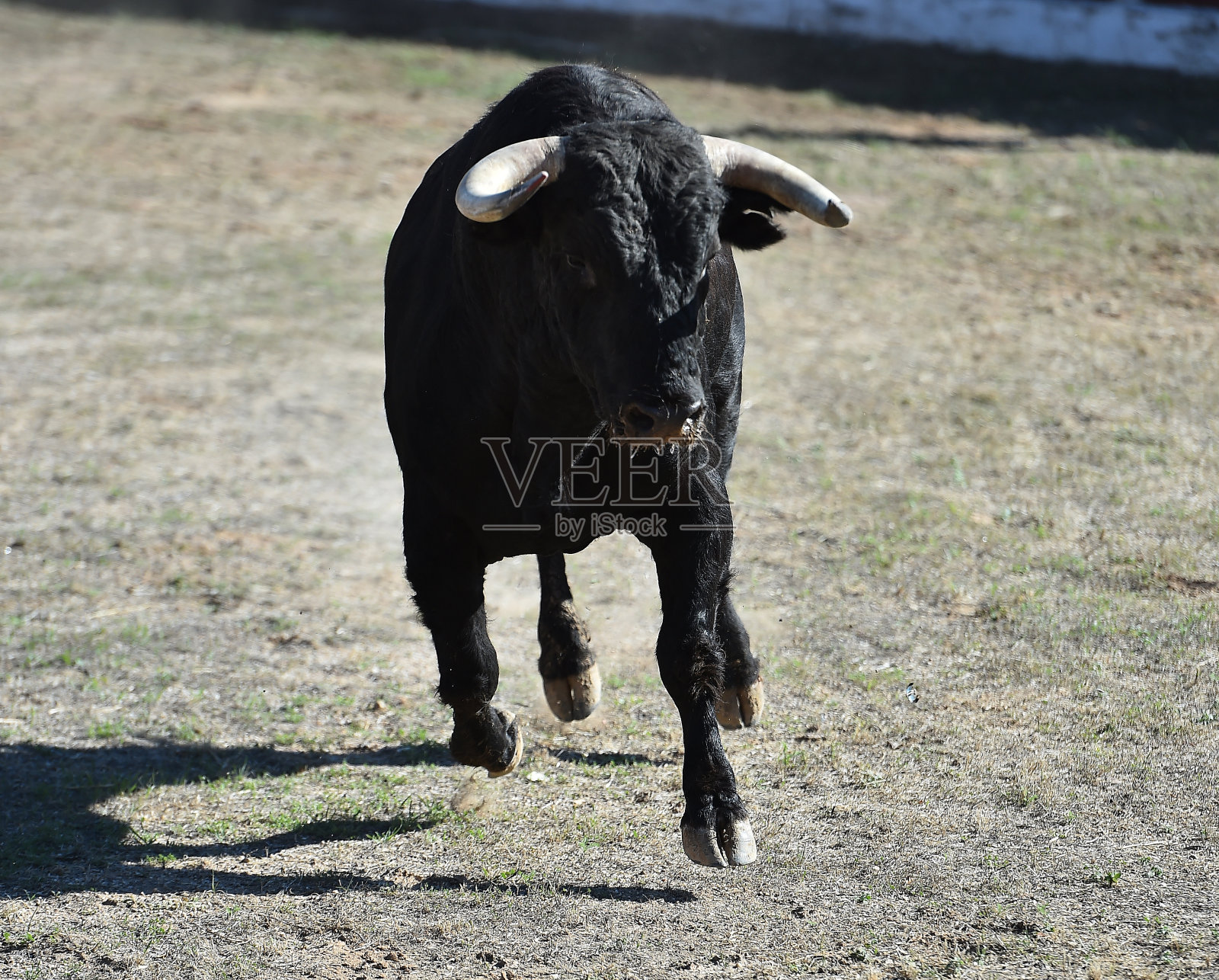 西班牙斗牛照片摄影图片