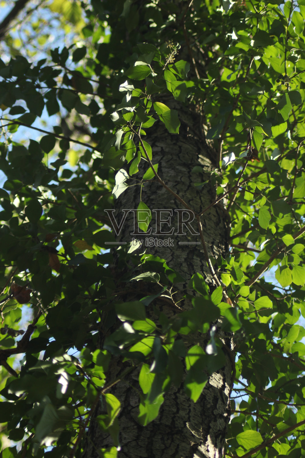 秋天的森林和河流小溪照片摄影图片