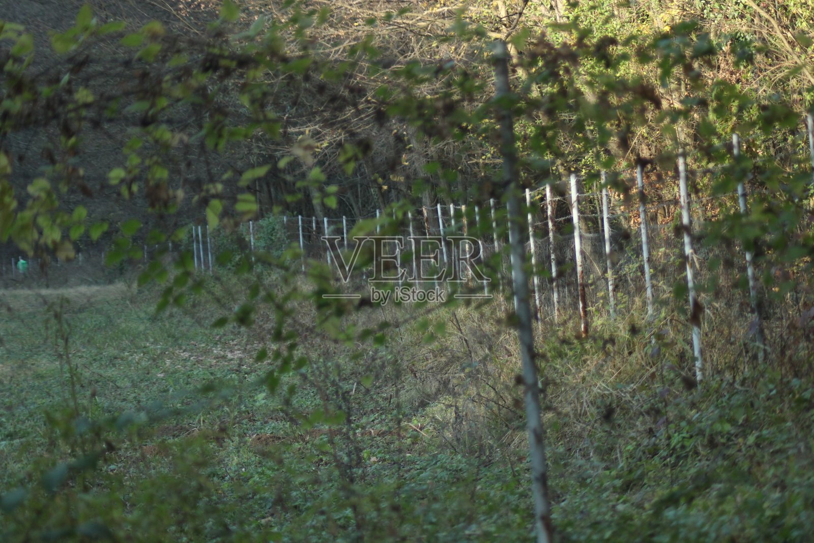 秋天的森林和河流小溪照片摄影图片