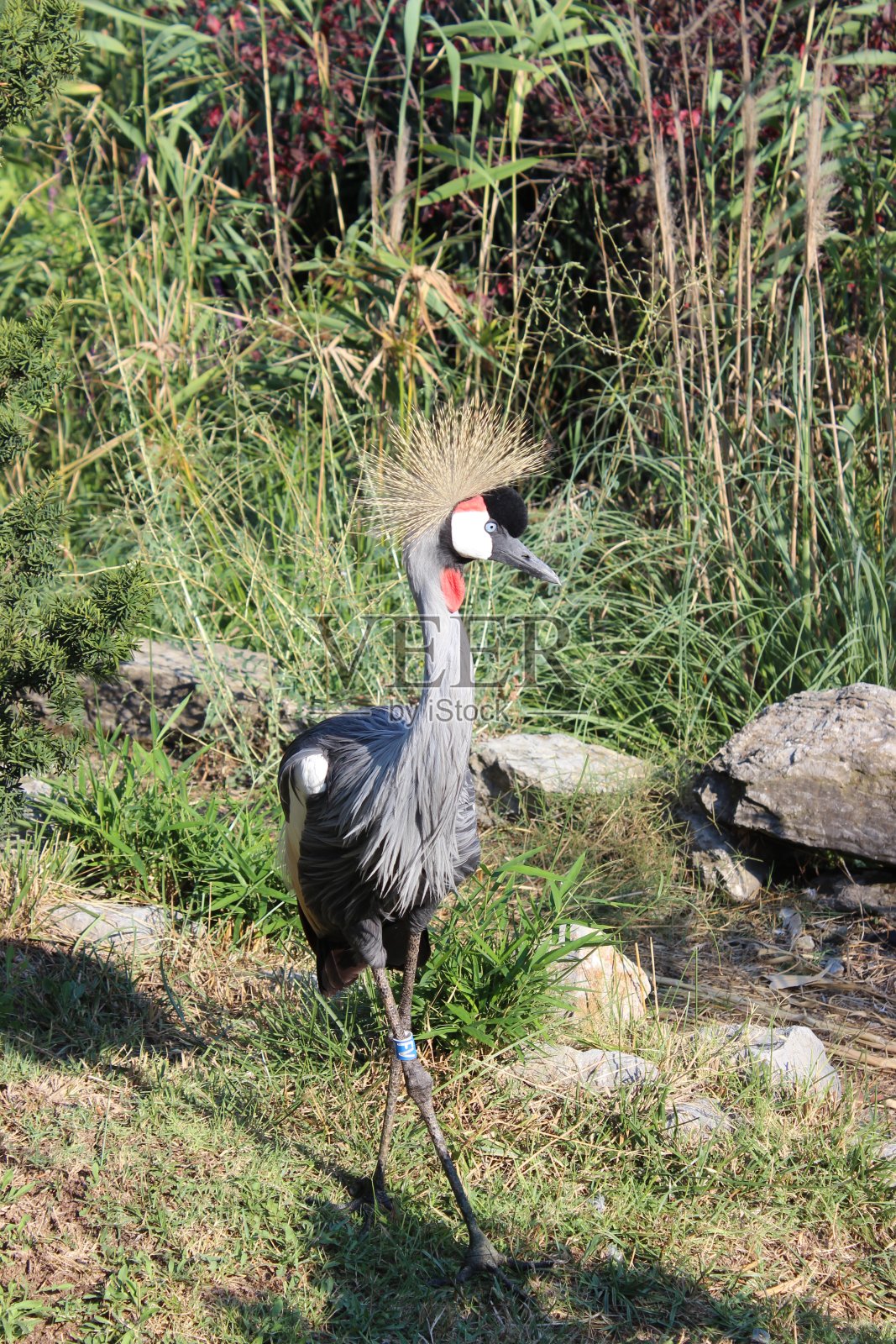 动物园照片摄影图片