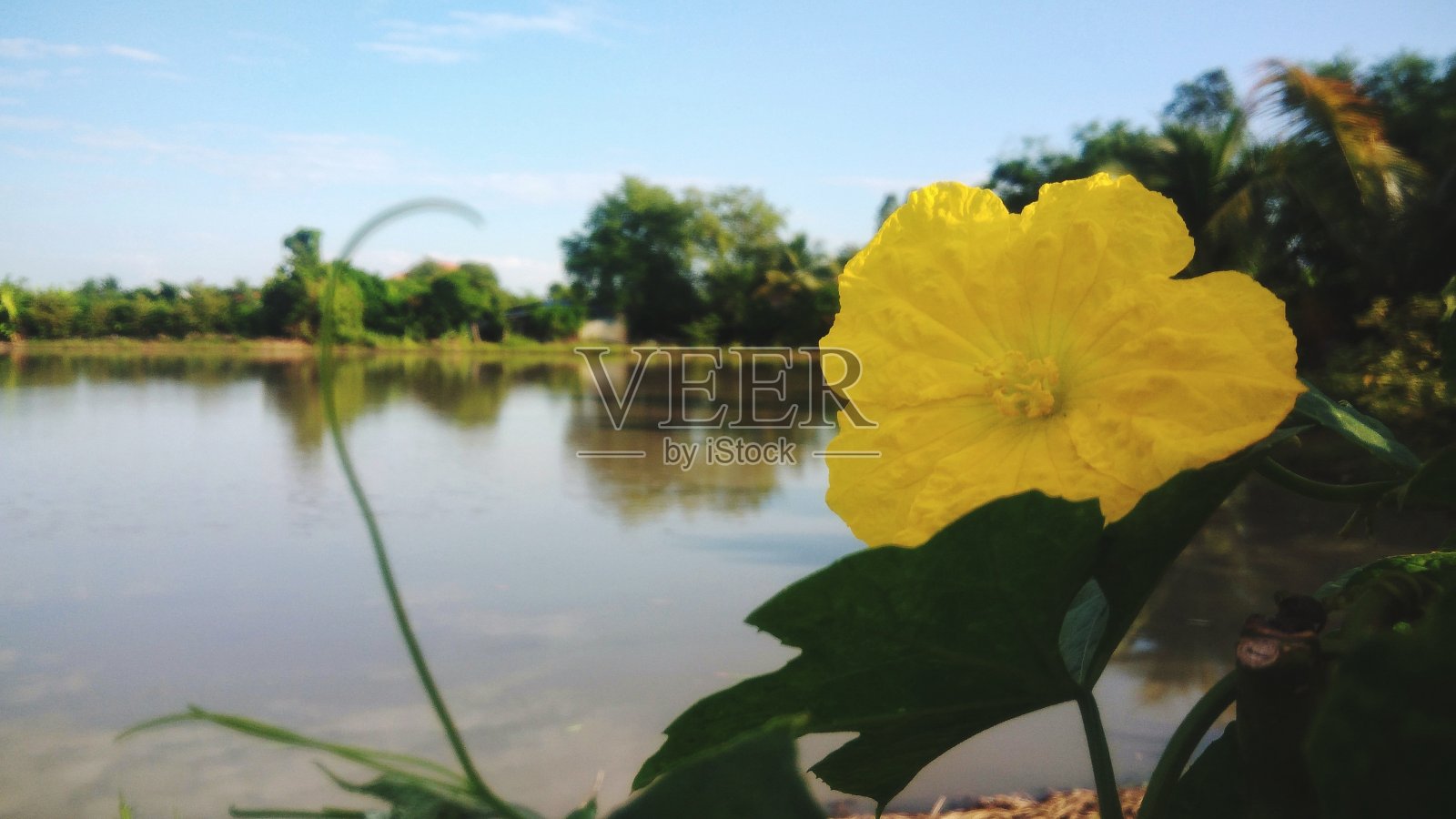 南瓜花盛开照片摄影图片