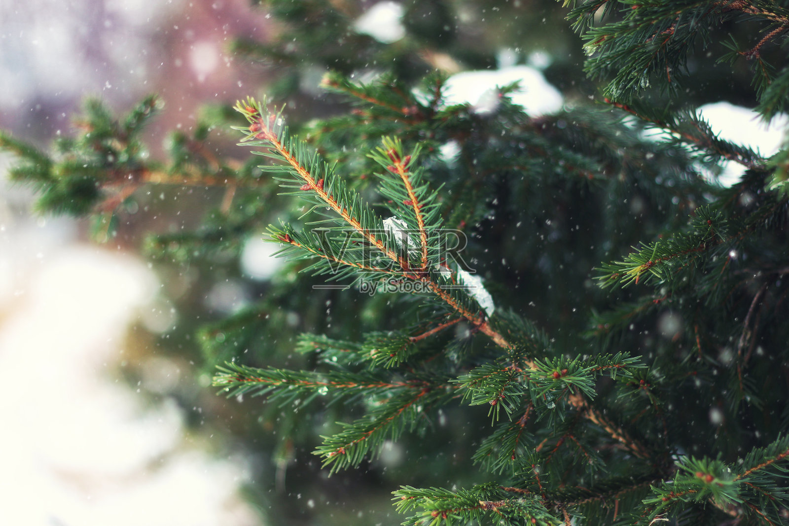 冷杉树冬天照片摄影图片