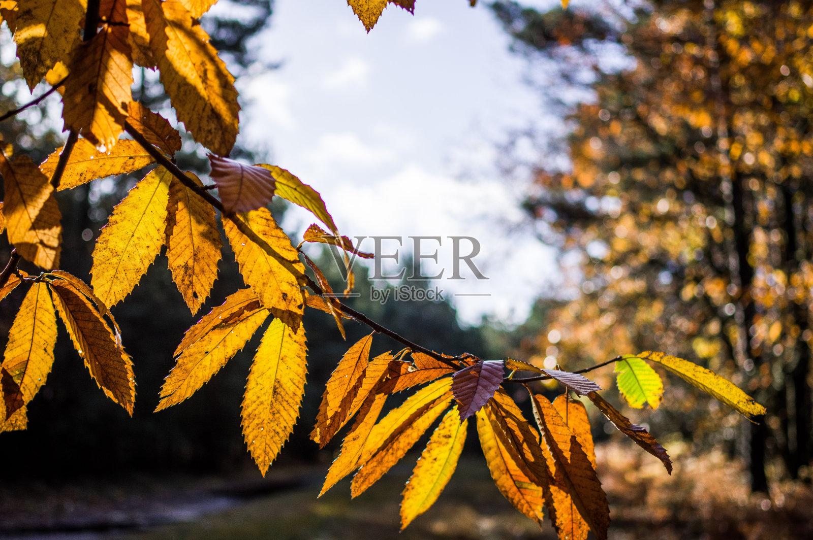 秋天的落叶照片摄影图片