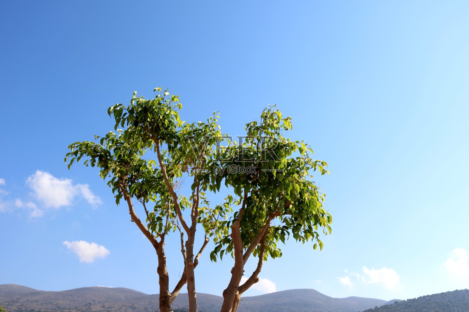 树照片摄影图片