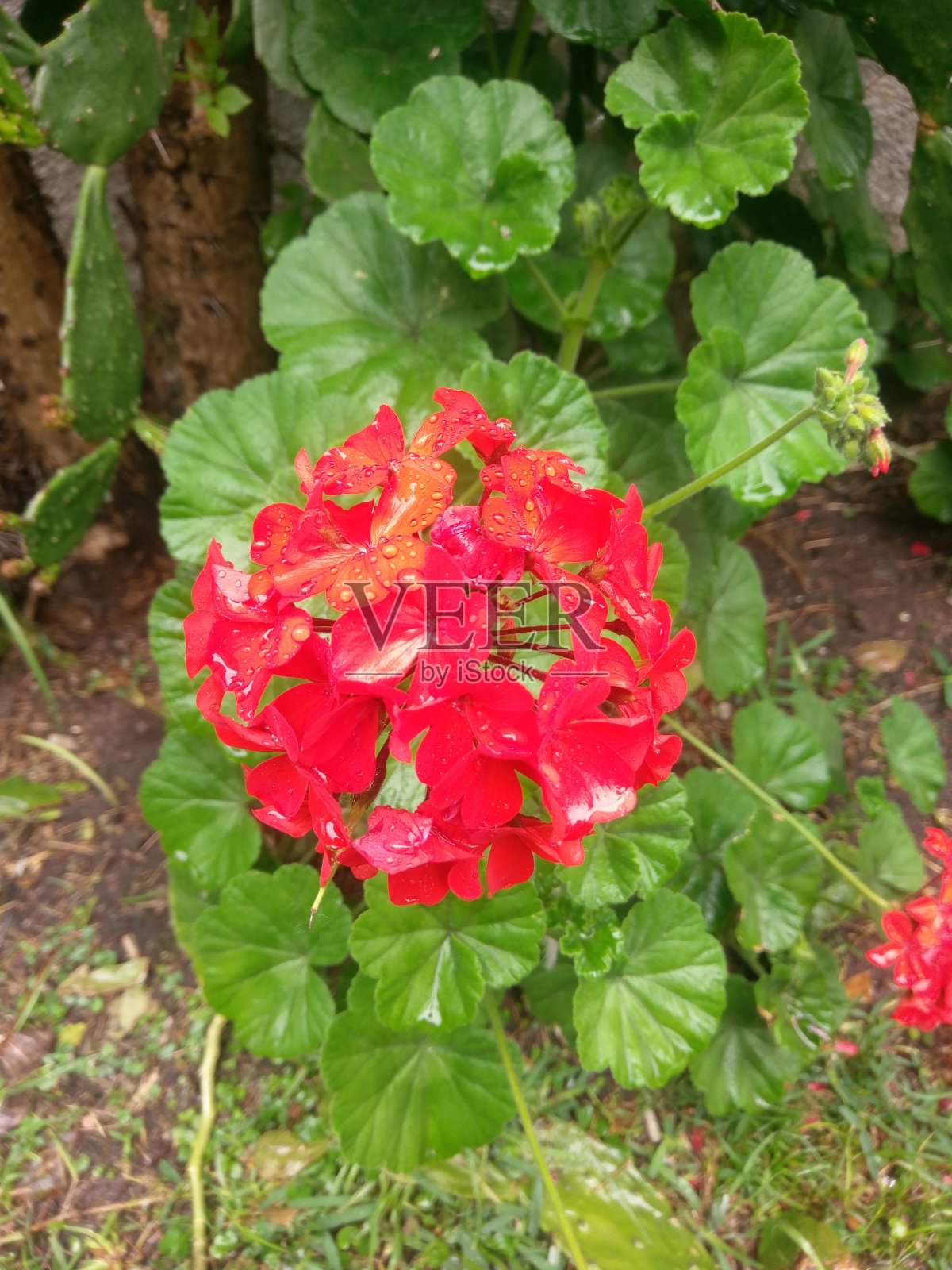 美丽的大自然户外。照片摄影图片