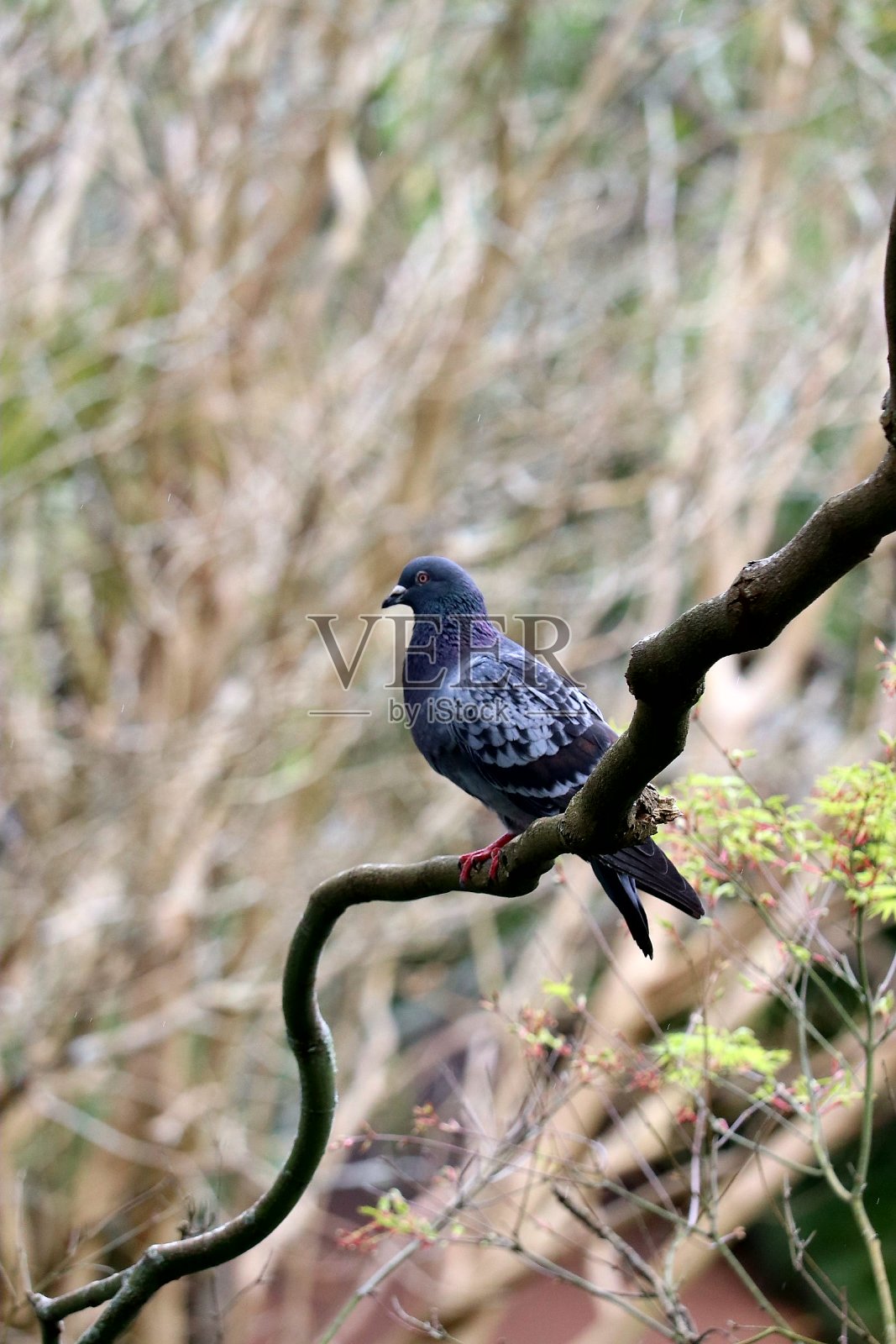 鸽子照片摄影图片