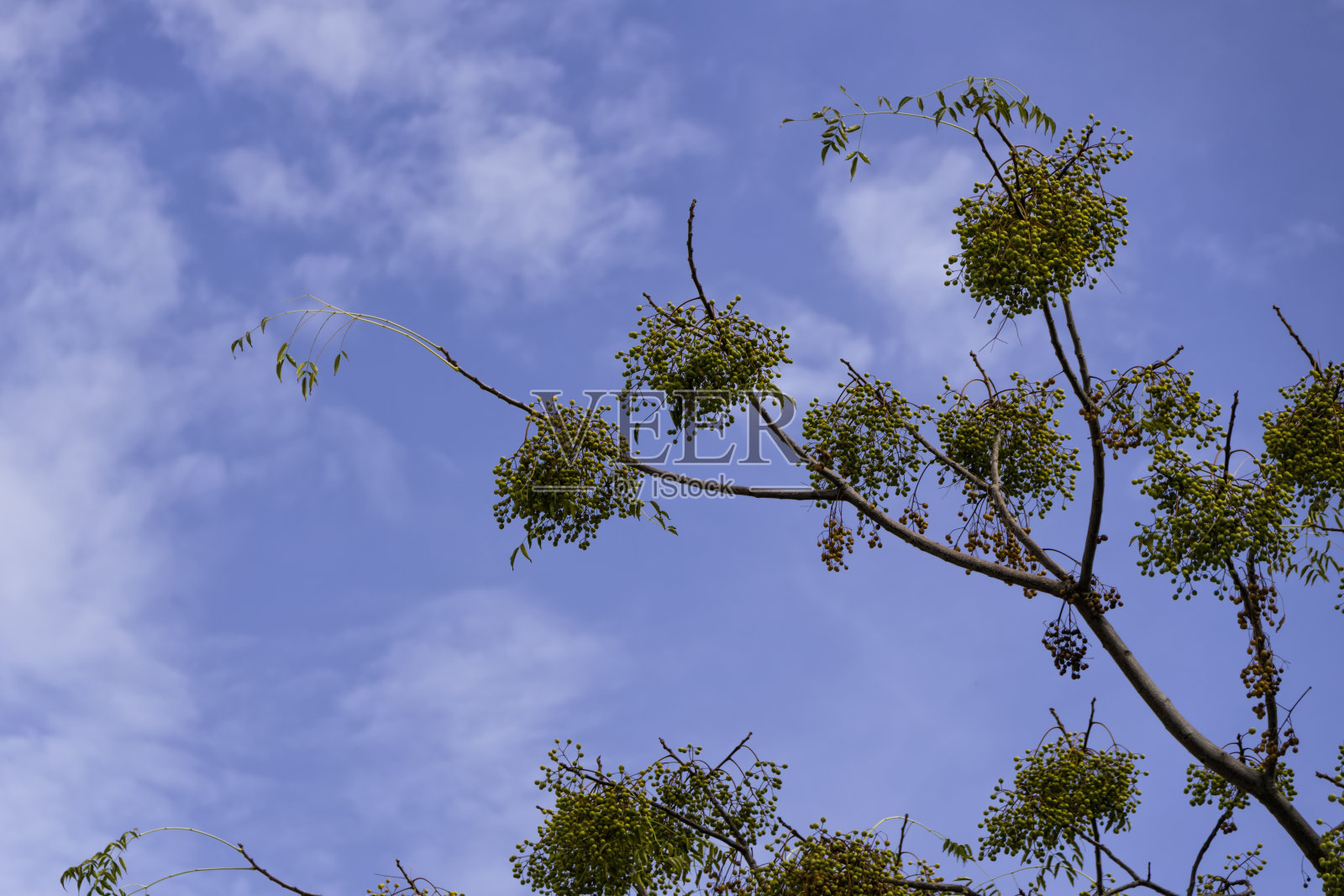 花楸树也被称为山梣树照片摄影图片