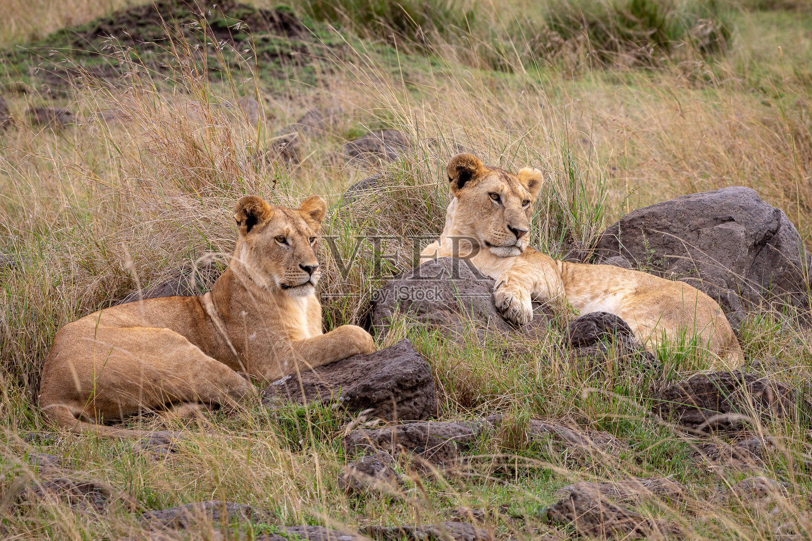 马赛马拉的狮子照片摄影图片