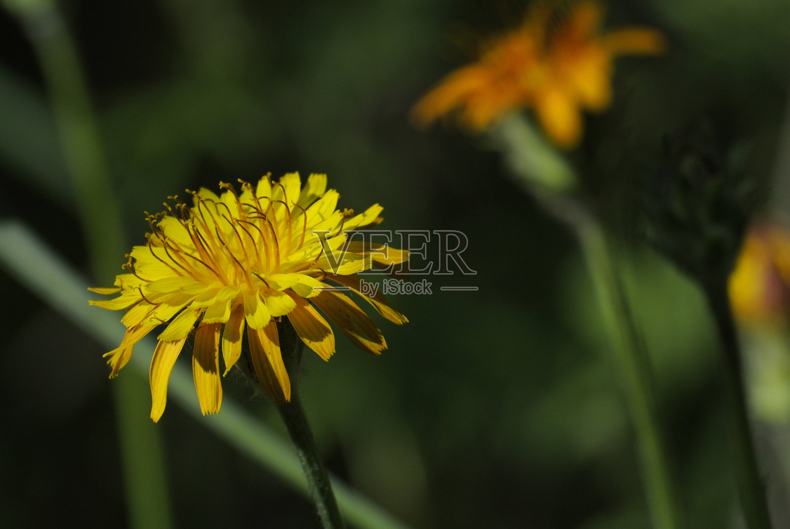 毛猫的耳朵照片摄影图片