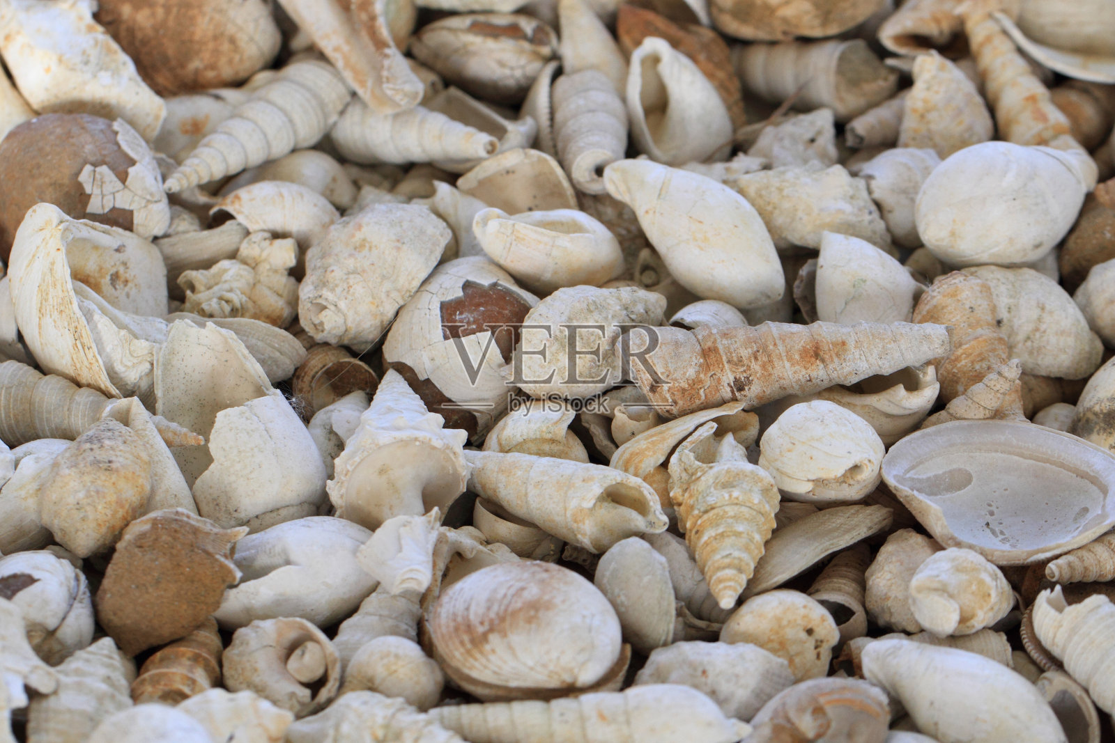 壳牌fosils纹理照片摄影图片