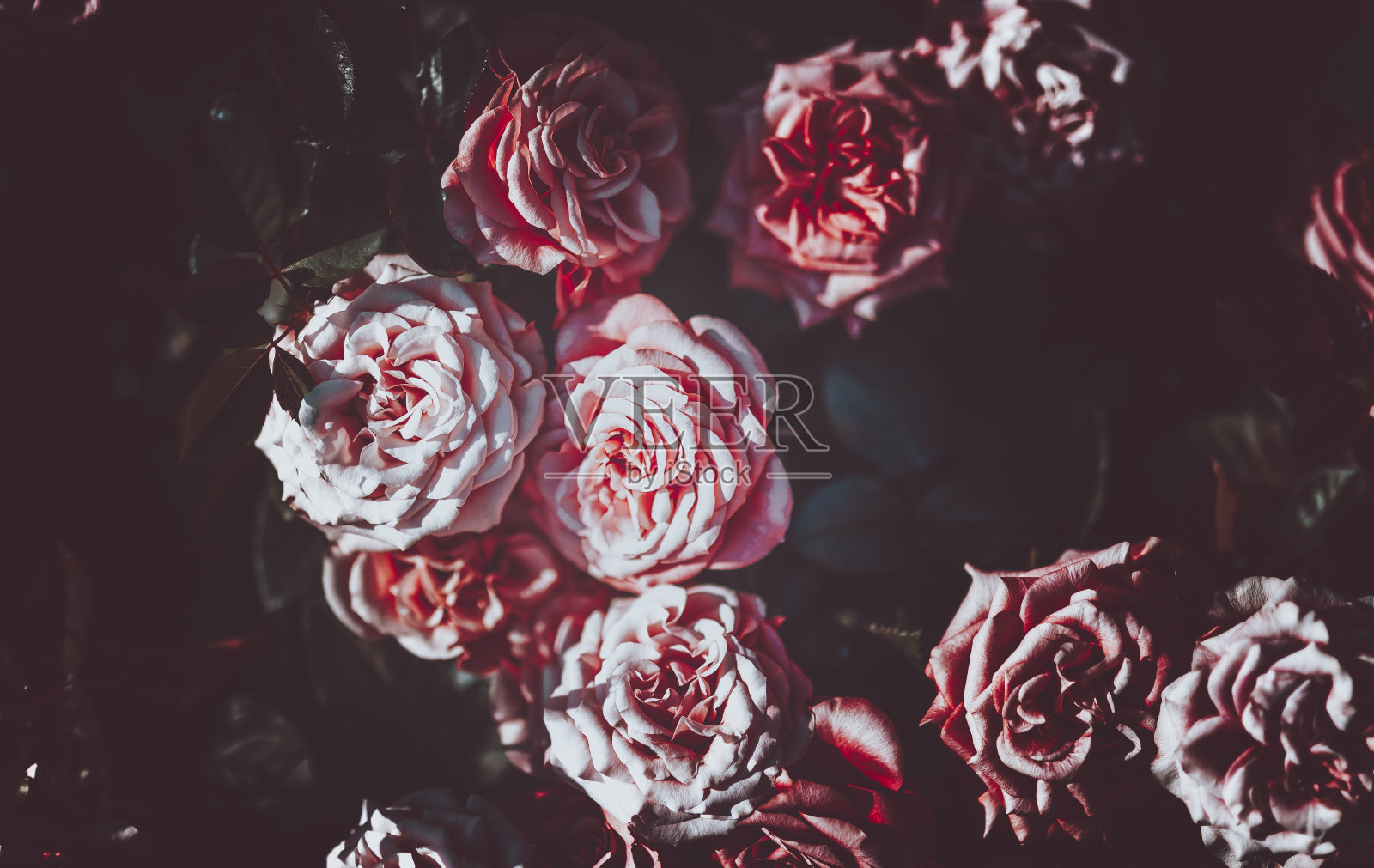 花墙背景与惊人的玫瑰复古色调照片摄影图片