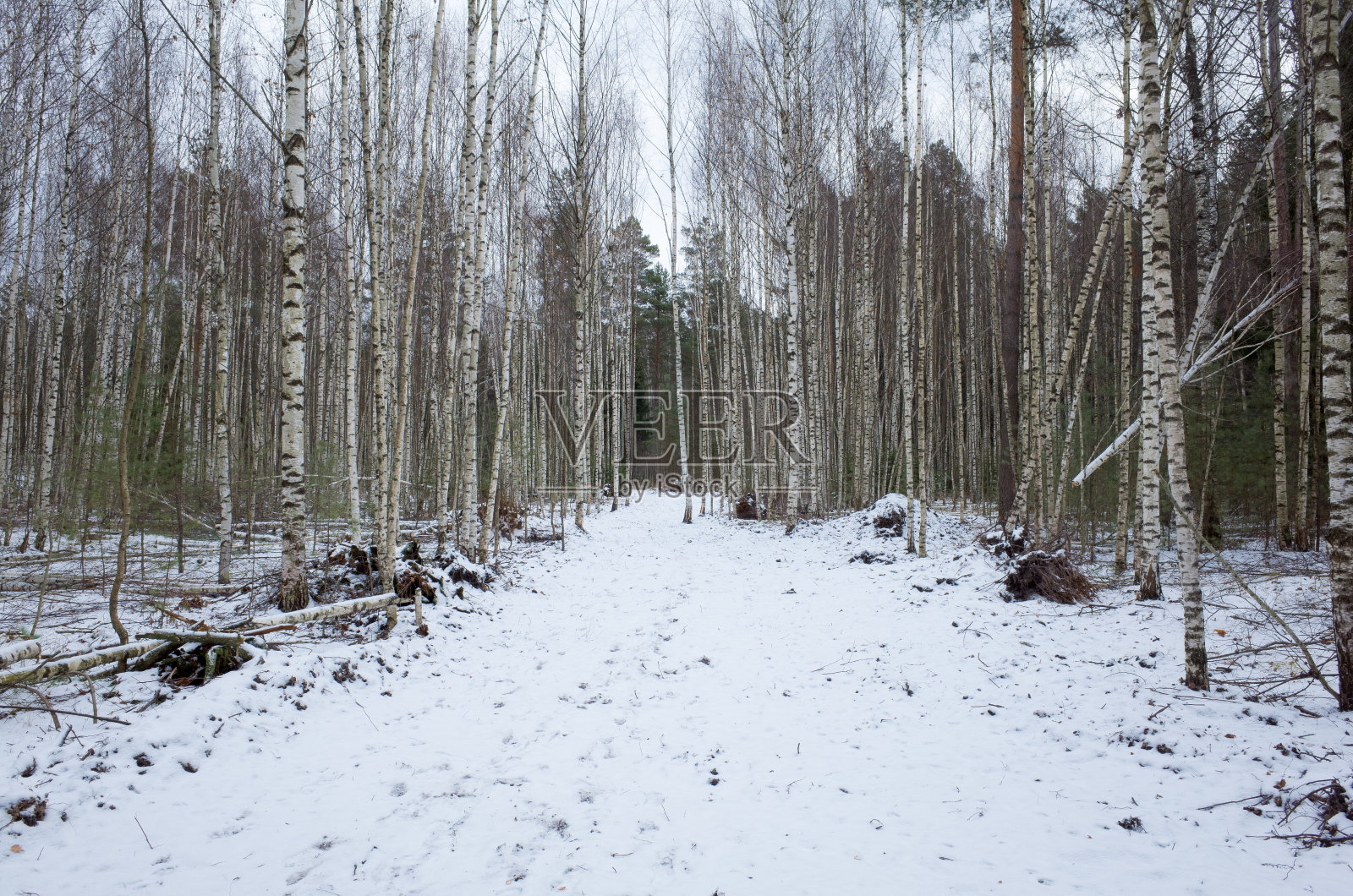 伯奇黑麦照片摄影图片