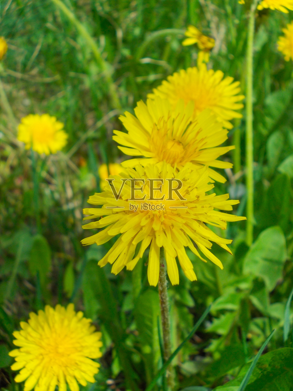 蒲公英花在花坛照片摄影图片