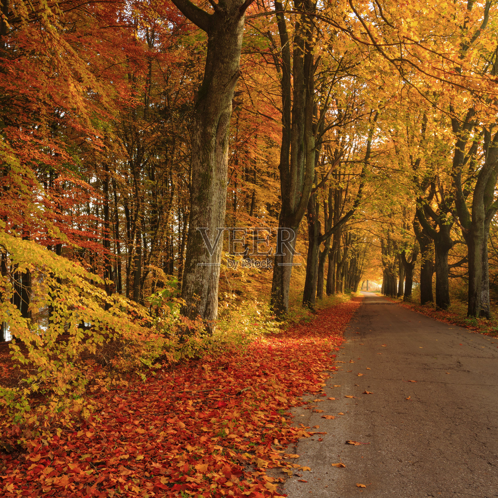 金色森林道路照片摄影图片