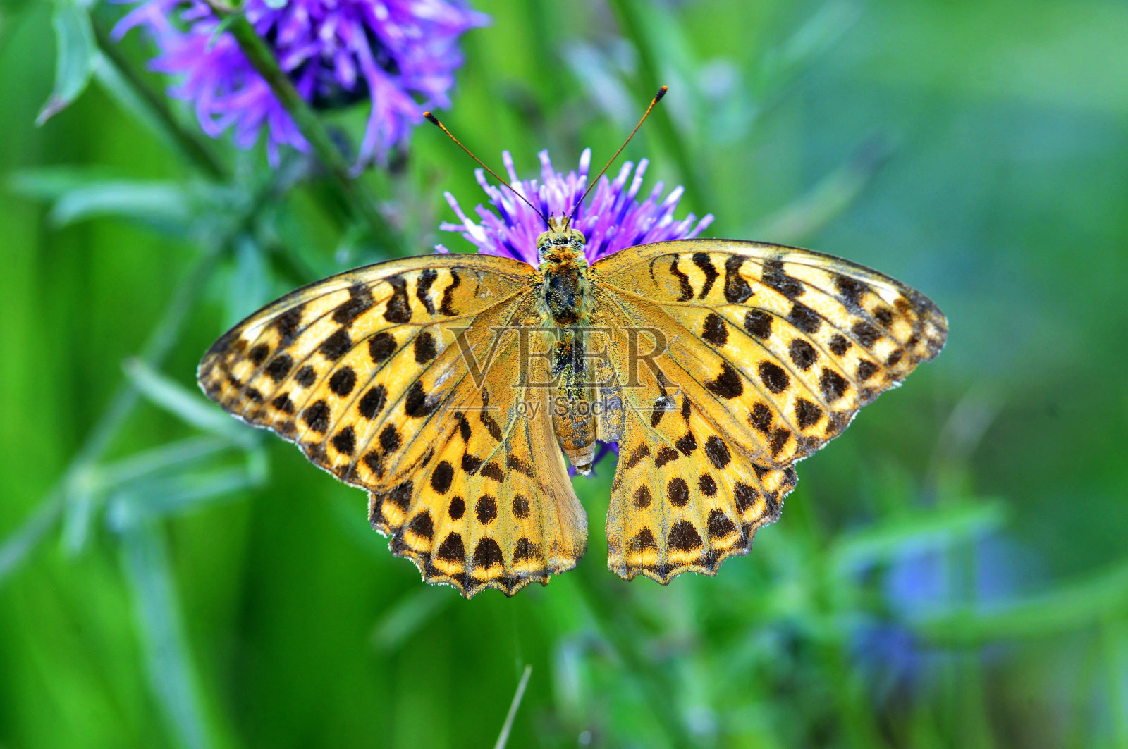 银白色的贝母蝶。照片摄影图片