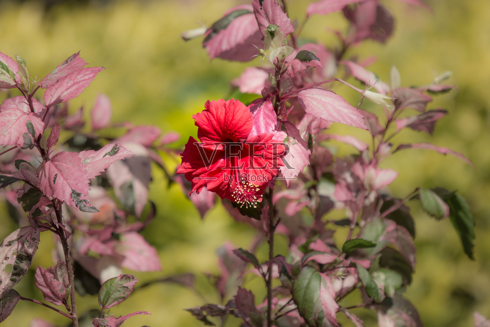 红色芙蓉的特写照片摄影图片